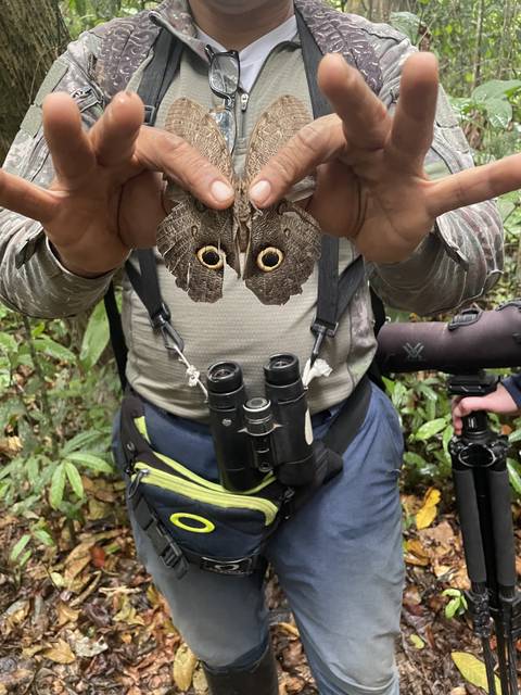Person holding a large moth in a forest setting.