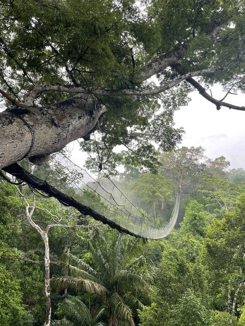 Suspension bridge through dense forest seen from below.