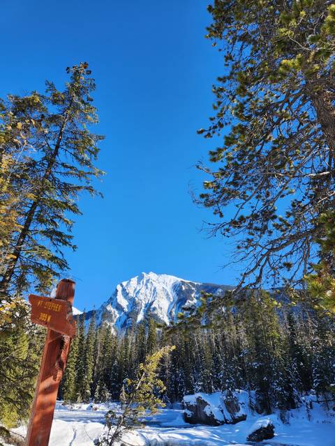Snow-covered mountain with trees.