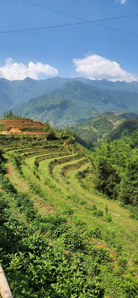 Terraced rice fields with a mountainous backdrop.
