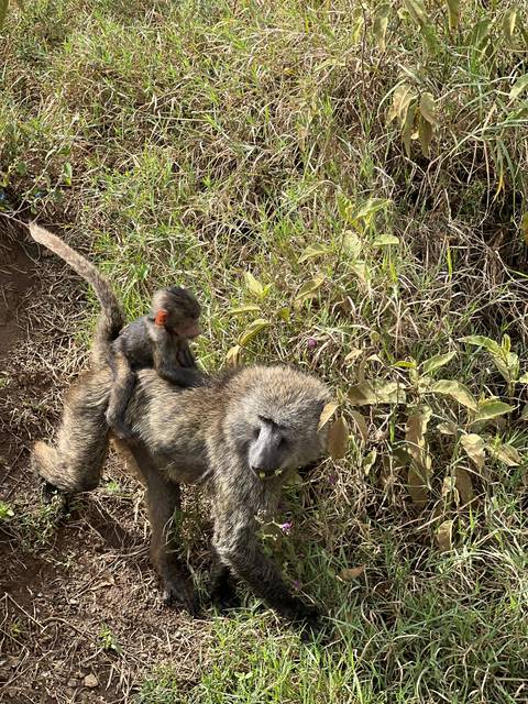       Monkey with baby in grassland.
  