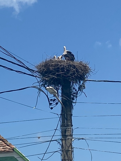 Stork nest on top of a utility pole.