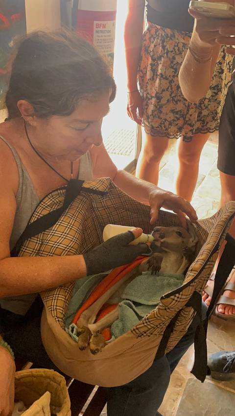       Person caring for a small animal in a sling.
  