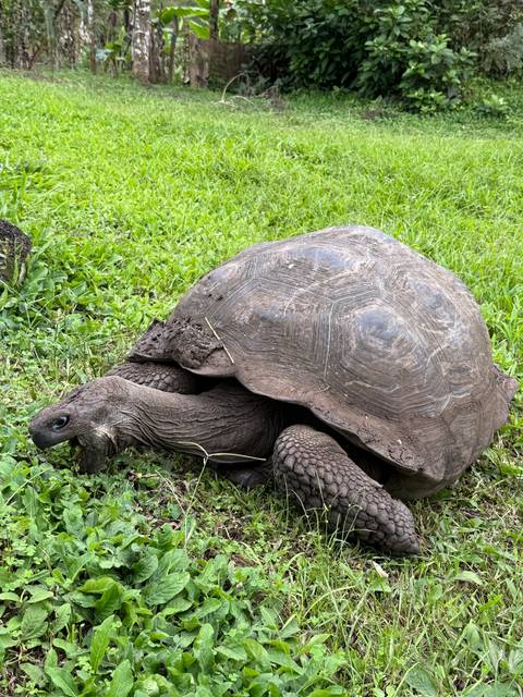 Large tortoise resting on grass.