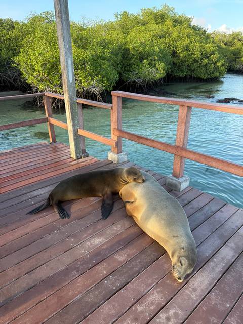 Two sea lions sunbathing on a wooden dock.