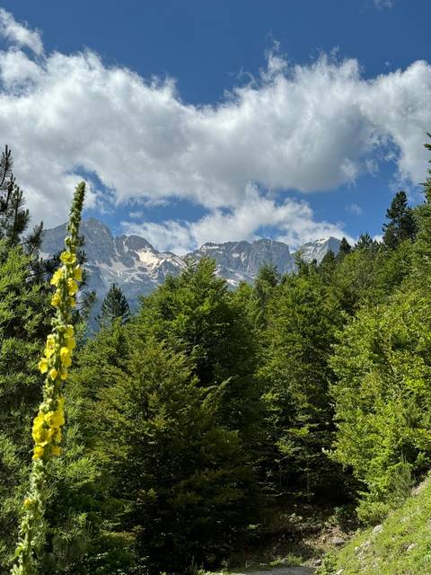 A forested mountain landscape with a glimpse of snow.