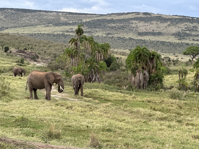 Elephants walking through a lush landscape with palm trees.