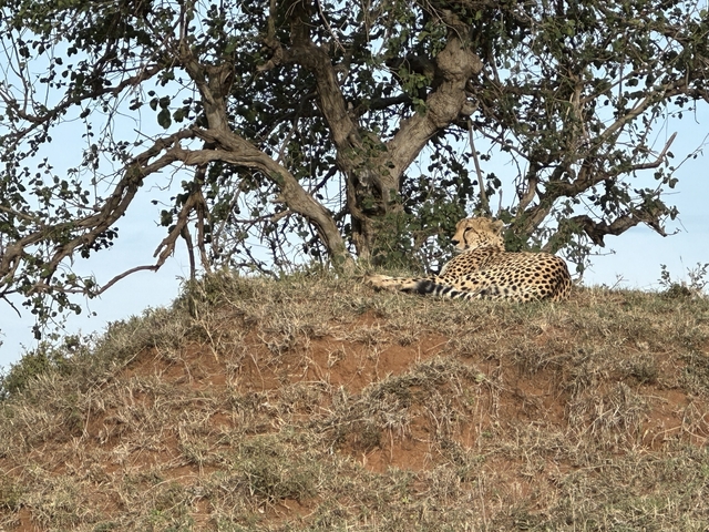 Cheetah lying on a grassy mound under a tree.