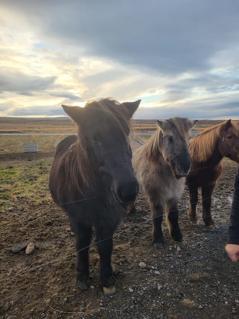Close-up of Icelandic horses in a field.