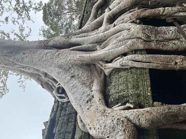       Large tree roots enveloping ancient stone structure.
  