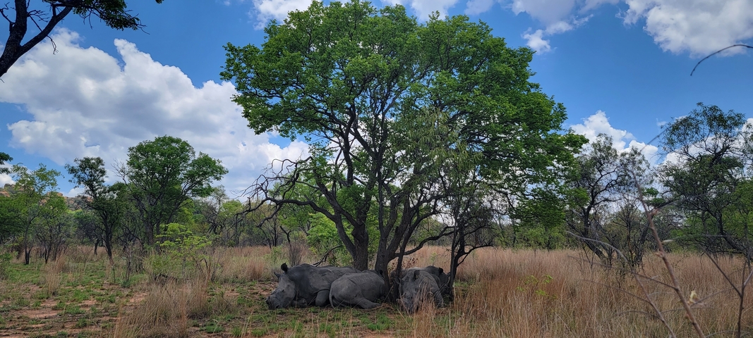 Two rhinoceroses resting under a tree in a savannah.