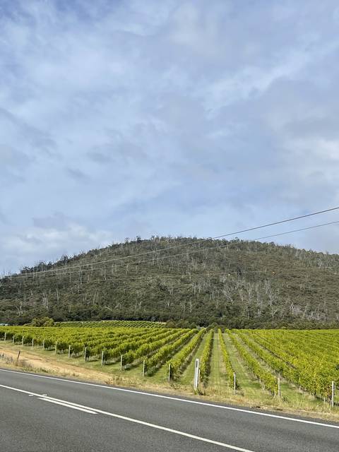       Vineyards beside a road.
  