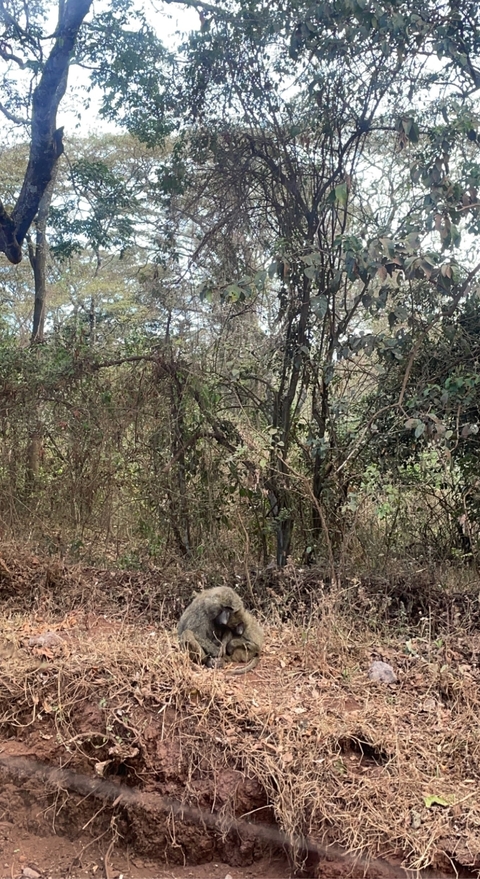 Dense forest under a cloudy sky.