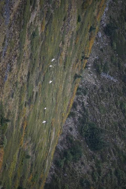 White animals grazing on a mountainside.