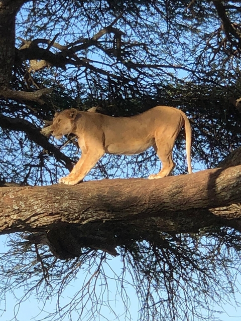 A lioness standing on a tree branch.