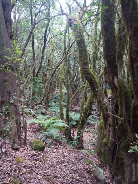 Forest with dense moss-covered trees and ferns.