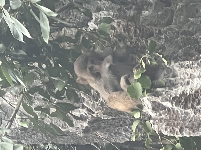       Blurry image of a monkey on a rock ledge.
  