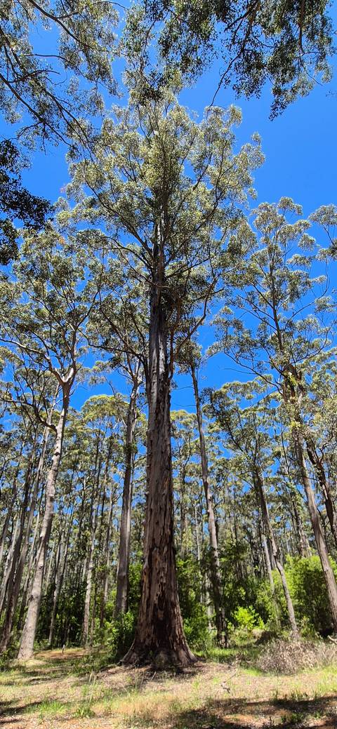 Tall trees in a forest against a clear blue sky.