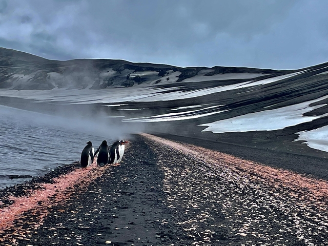 Penguins walking along a volcanic beach with snow patches.