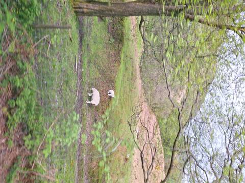       Sheep grazing in a lush green field.
  