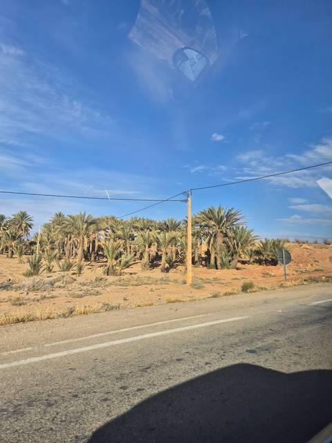       A road lined with palm trees under a bright sky.
  