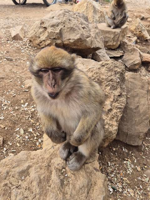A monkey sitting on rocks with open mouth.