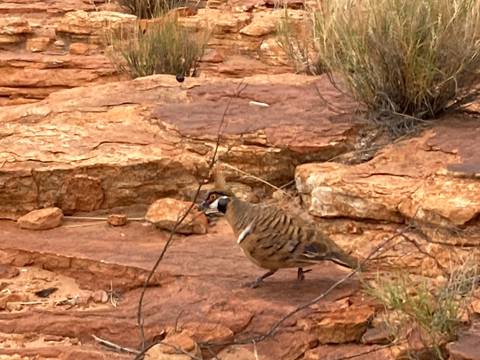 A bird on rocky terrain.