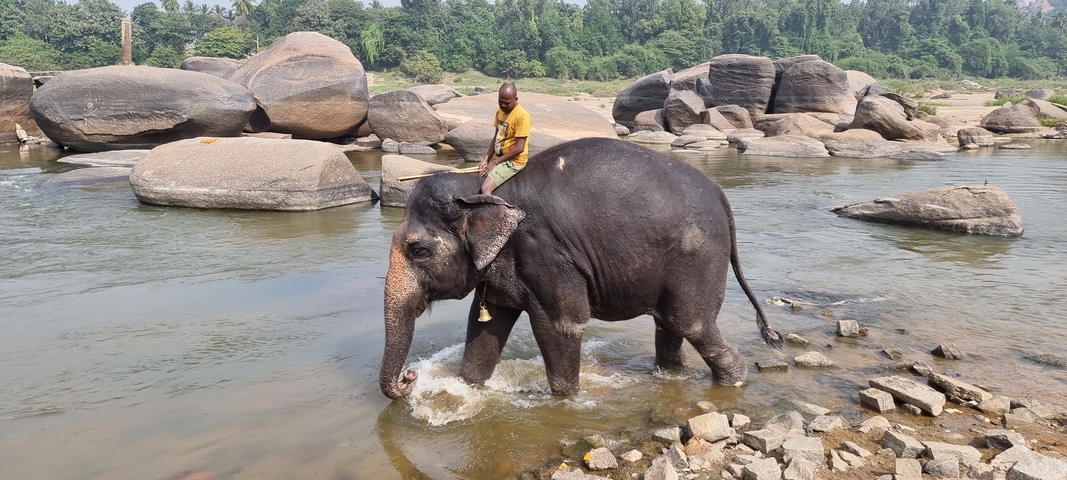       Person riding an elephant in a river.
  