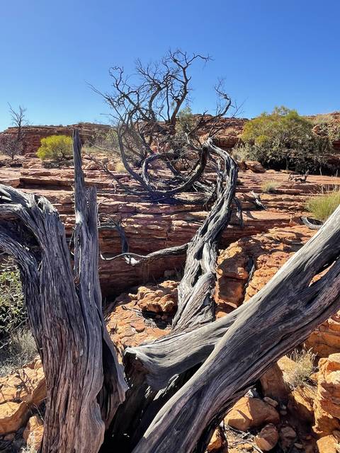 Gnarled tree trunks and rocks in a desert landscape.