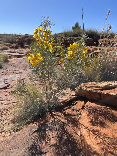 Yellow flowering plant in a desert landscape.
