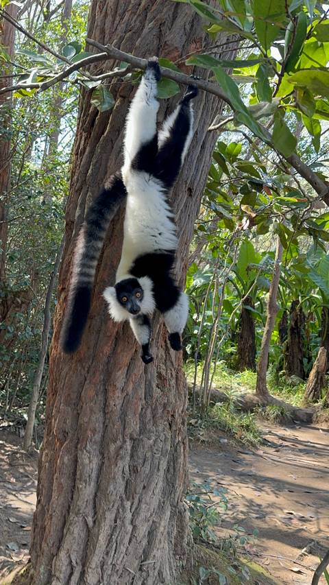       Lemur hanging from a tree branch.
  