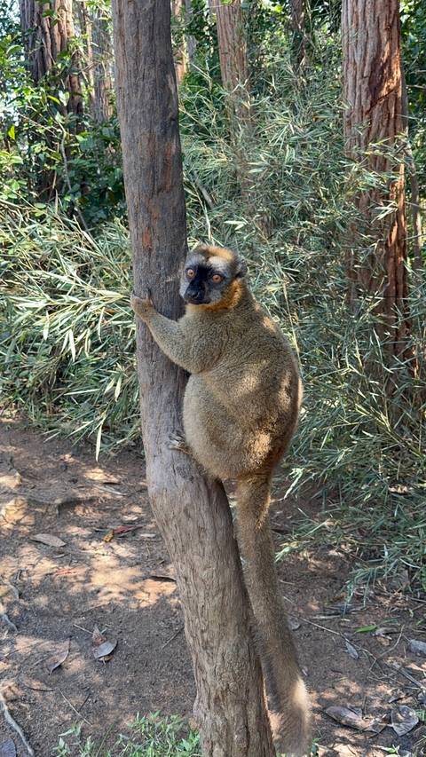       Lemur sitting on a tree in a forest.
  