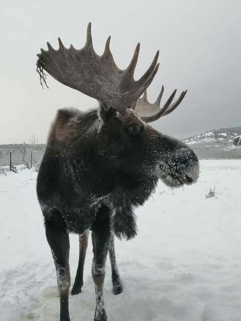       Close-up of a moose with frost on its fur in a snowy field.
  