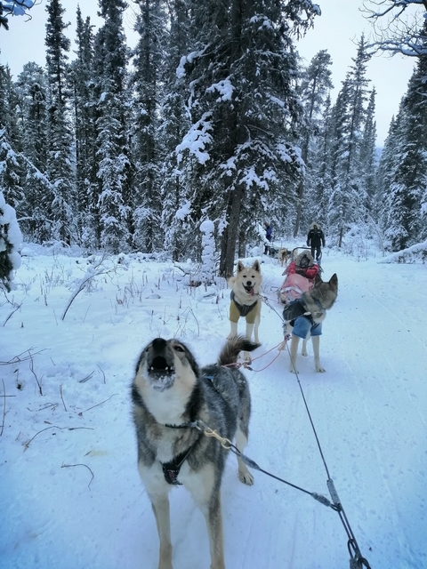       Dogs pulling sleds through a snowy forest trail.
  