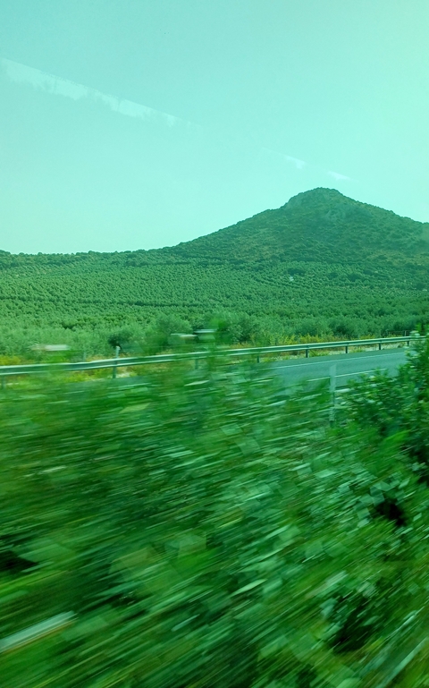 View from a moving vehicle showcasing a green landscape.