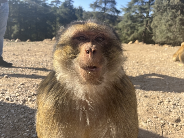       Close-up of a monkey in a natural setting.
  