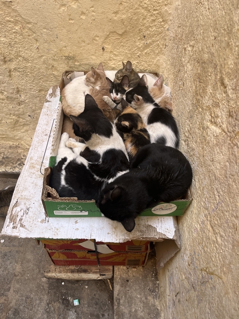       Group of cats resting in a cardboard box.
  