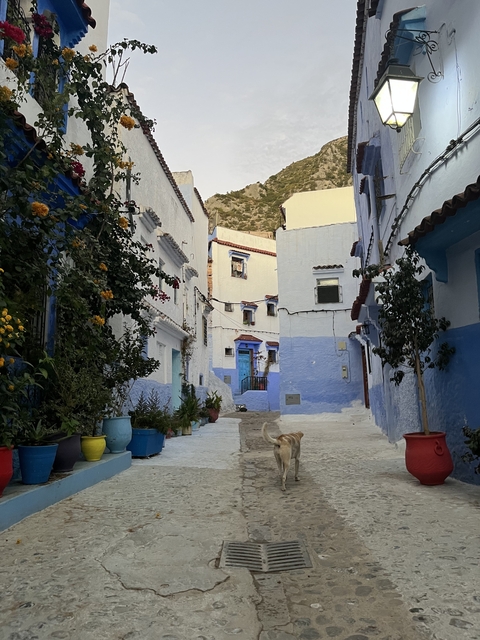       Blue and white street in Chefchaouen with a cat.
  