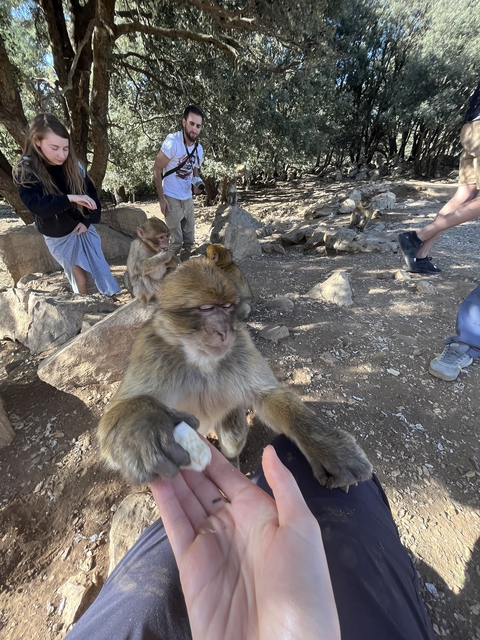       Monkeys in a natural setting with people nearby.
  