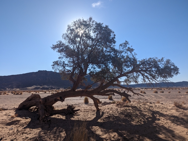       Lone tree in a desert landscape with mountains in the background.
  