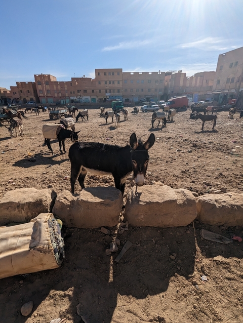       Market scene with several donkeys standing on a dirt surface.
  