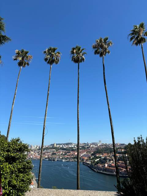      Tall palm trees with a city and river in the background.
  