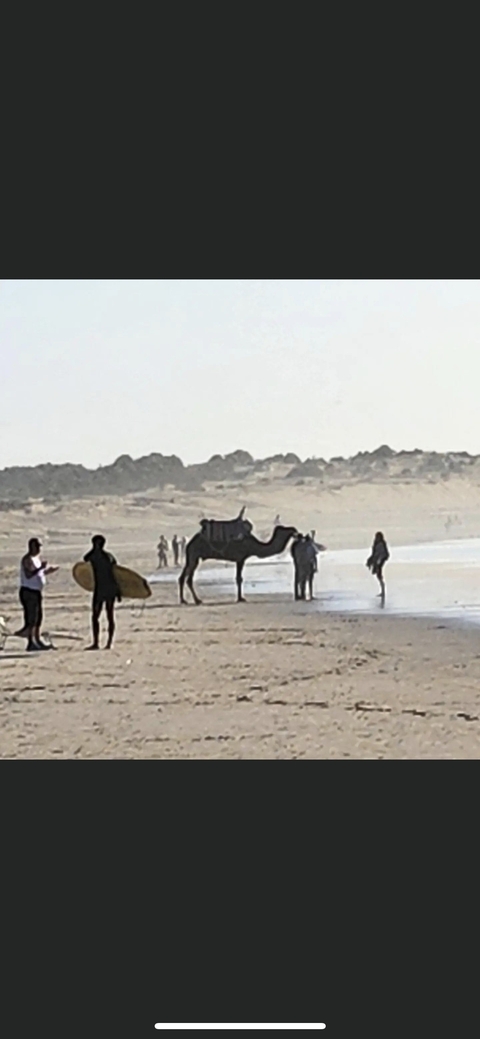 Beach scene with people and camels