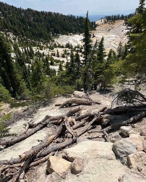       Rocky forested terrain with scattered trees and fallen logs.
  