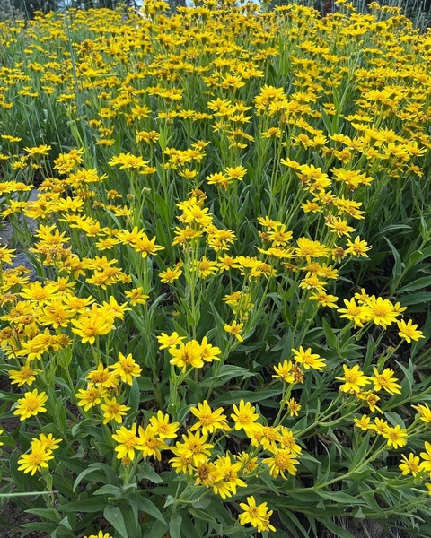       Cluster of bright yellow flowers growing in lush greenery.
  