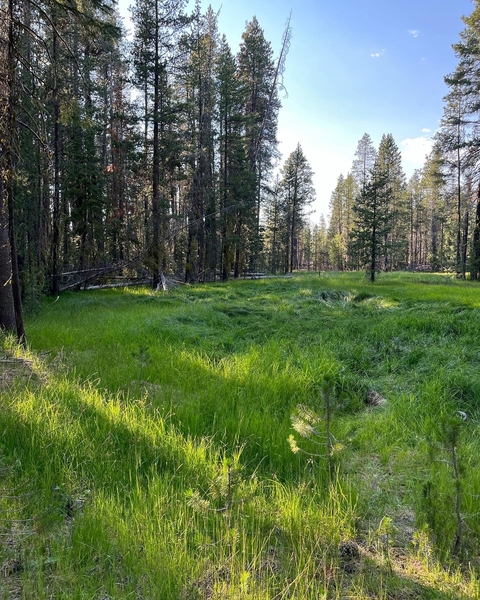 Grassy field with trees on the periphery in a wooded area.