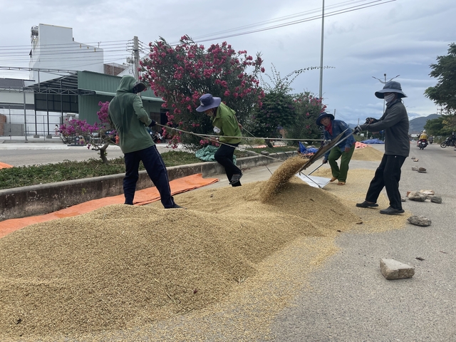       Group of people drying grains on the roadside.
  