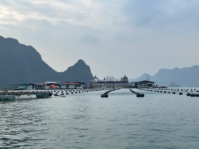       Floating village with floating cages and boats in a bay.
  
