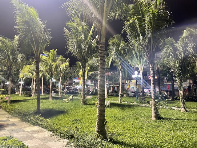       Park area with palm trees lit up at night.
  