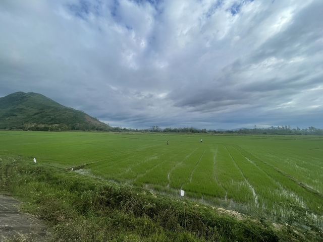       Vast rice fields under a cloudy sky.
  